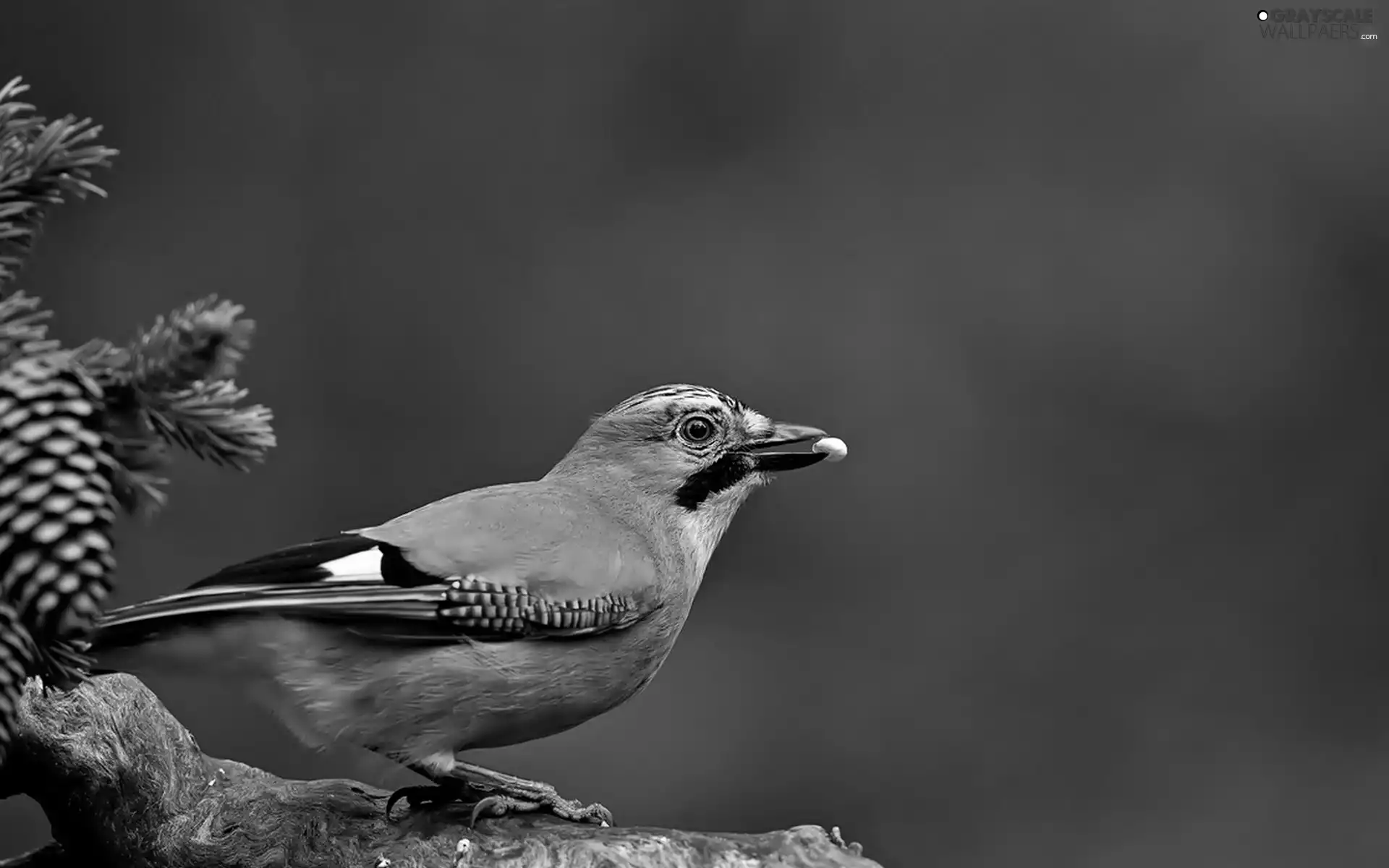 Bird, cone, twig, jay