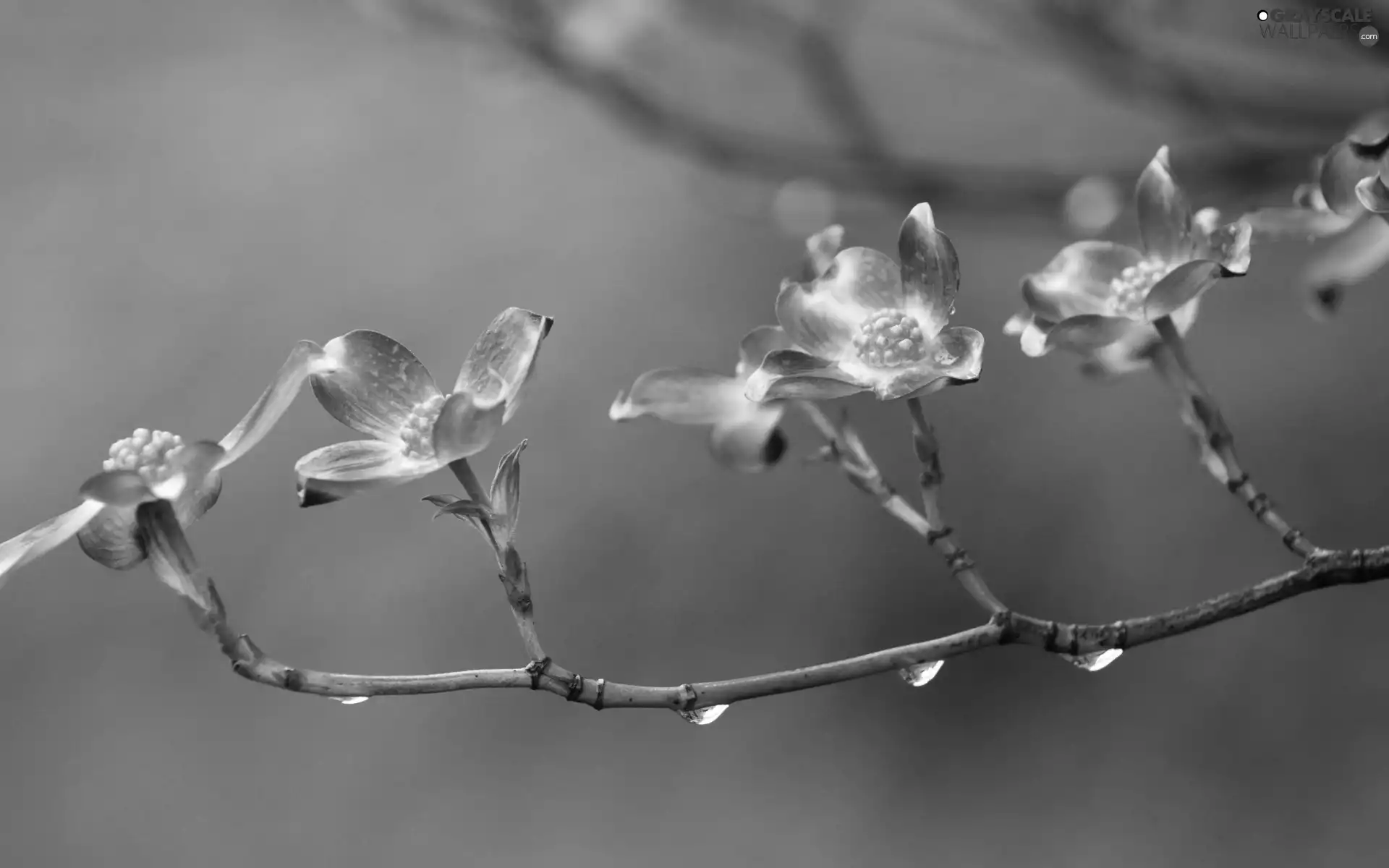 Twig, Flowers, Blossoming
