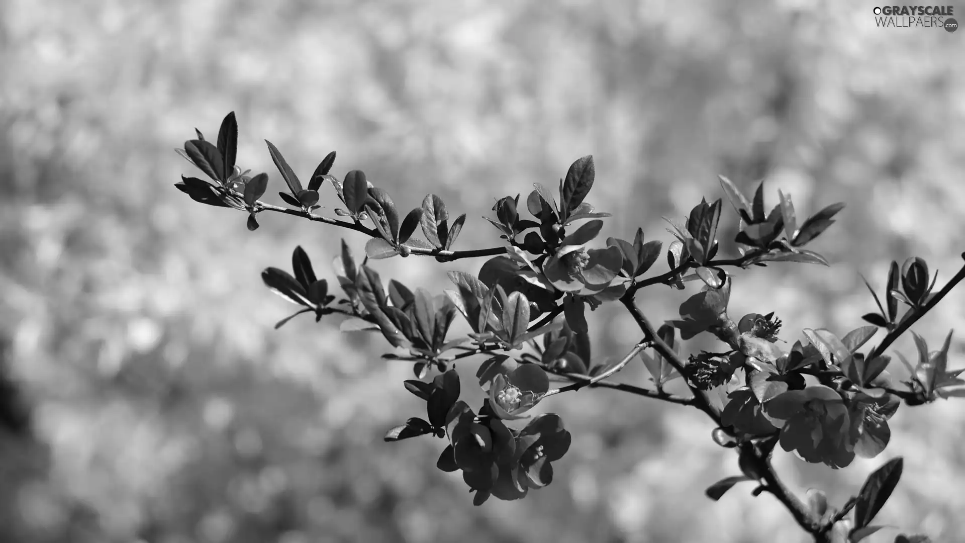 Blossoming, twig