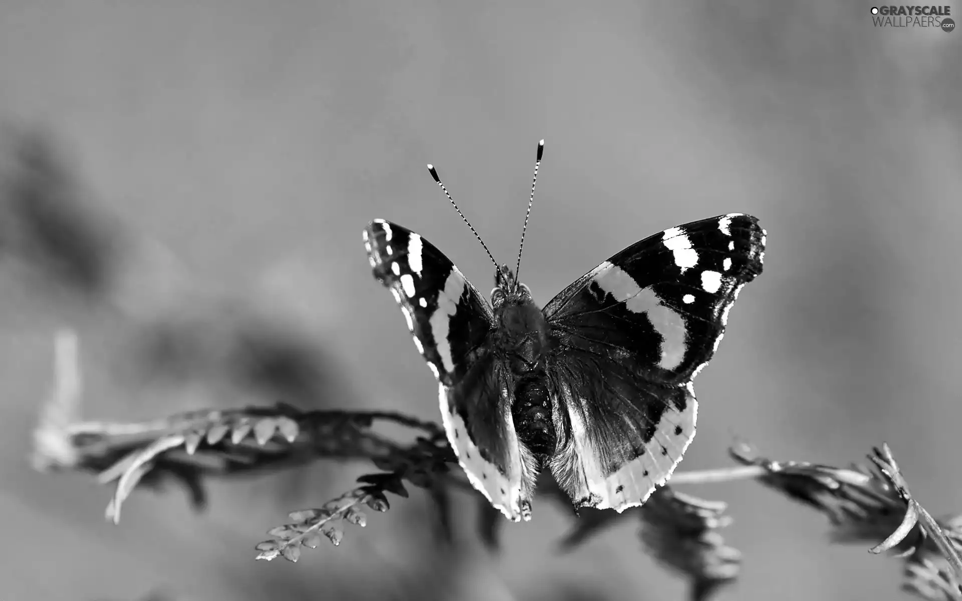 Grayscale butterfly, twig - 1920x1200