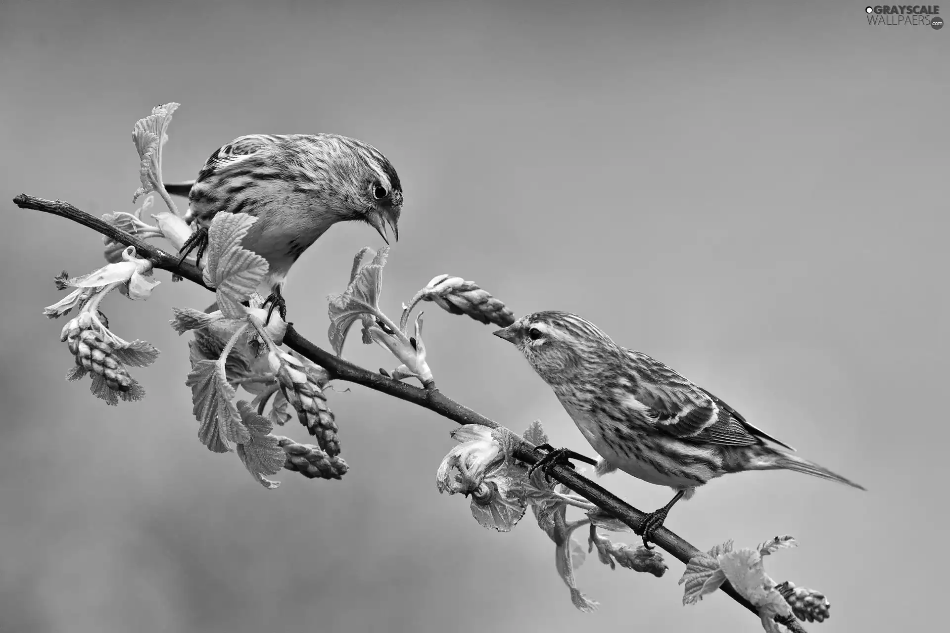 Two cars, Blossoming, twig, Sparrows