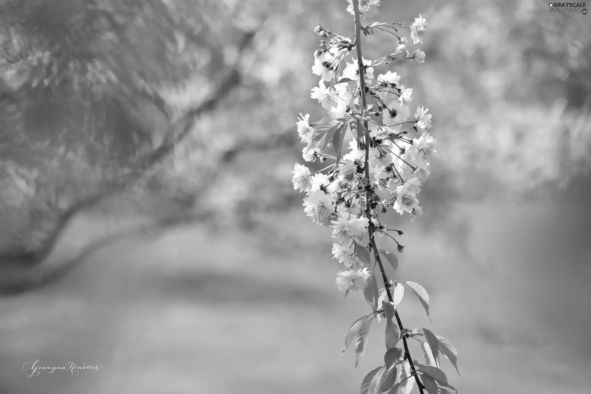 cherry, fruit, twig, trees