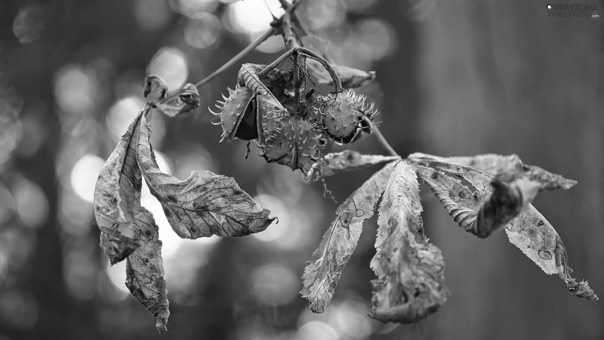 chestnut, Leaf, chestnuts, twig