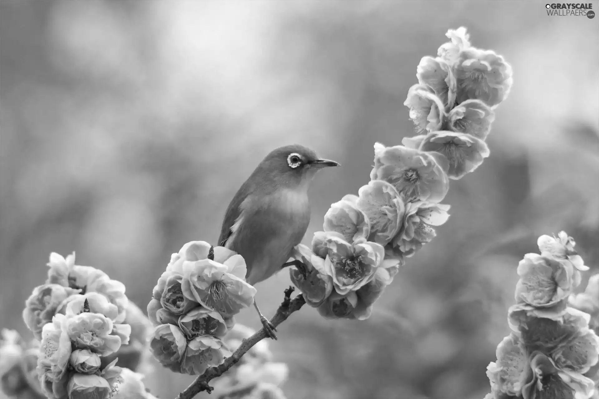 color, Blossoming, twig, birdies