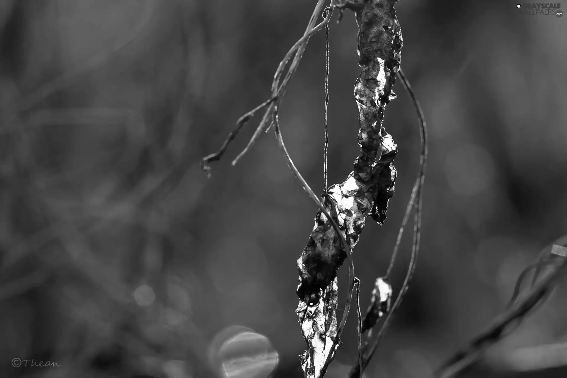 dry, Withered, twig, leaf