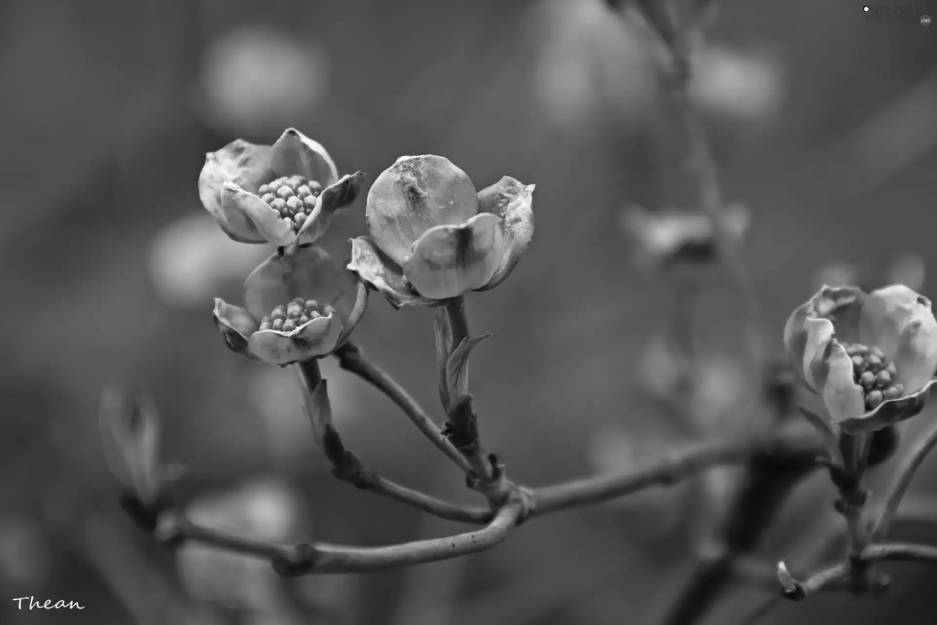 Flowers, twig