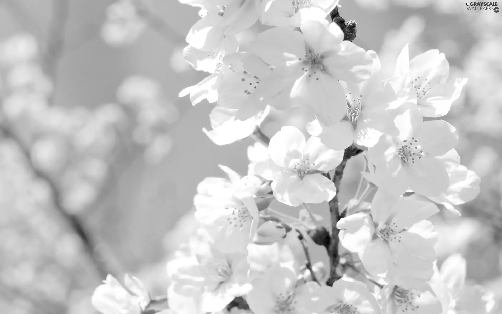 Colourfull Flowers, kirsch, twig, Rising