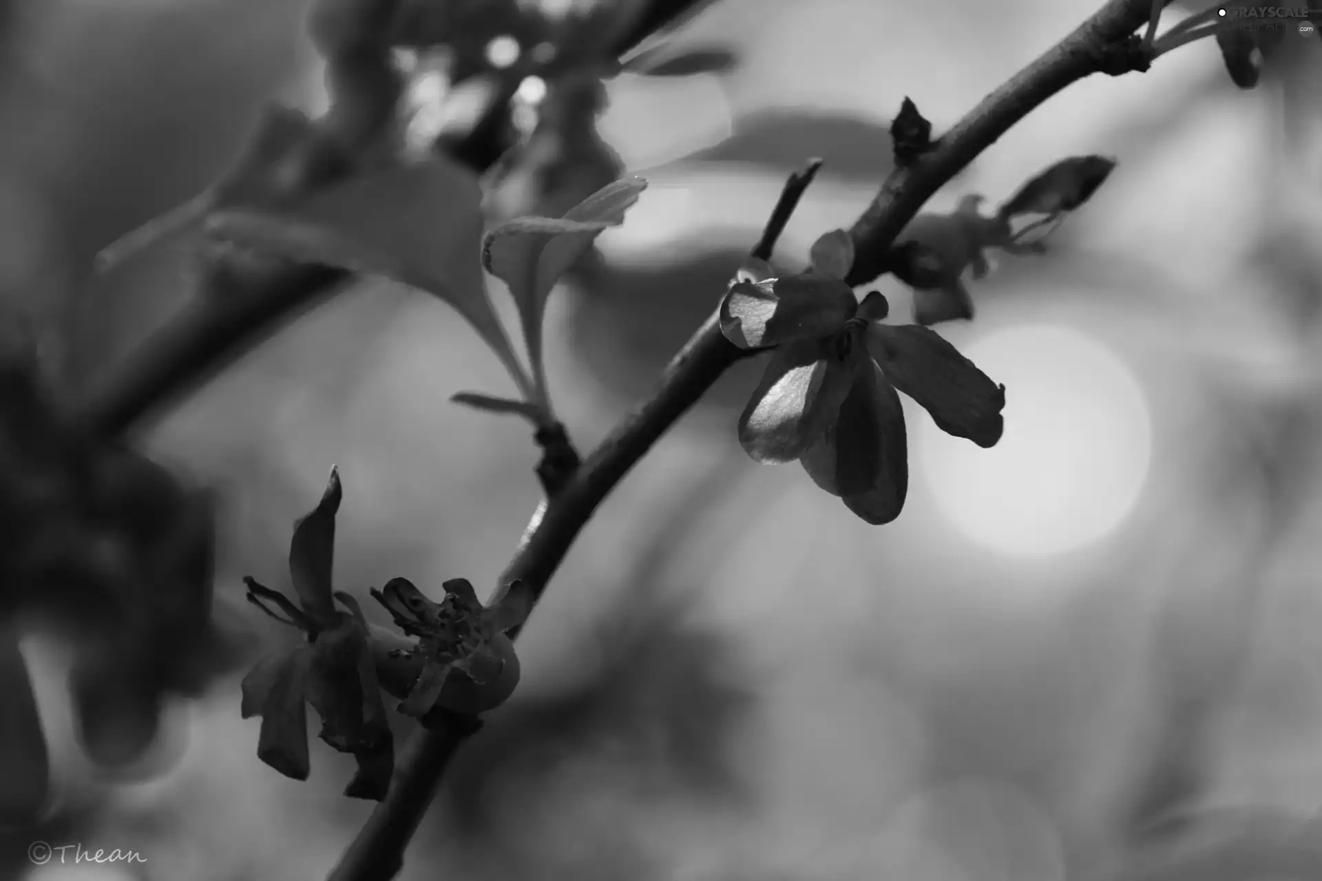 twig, Red, Flowers