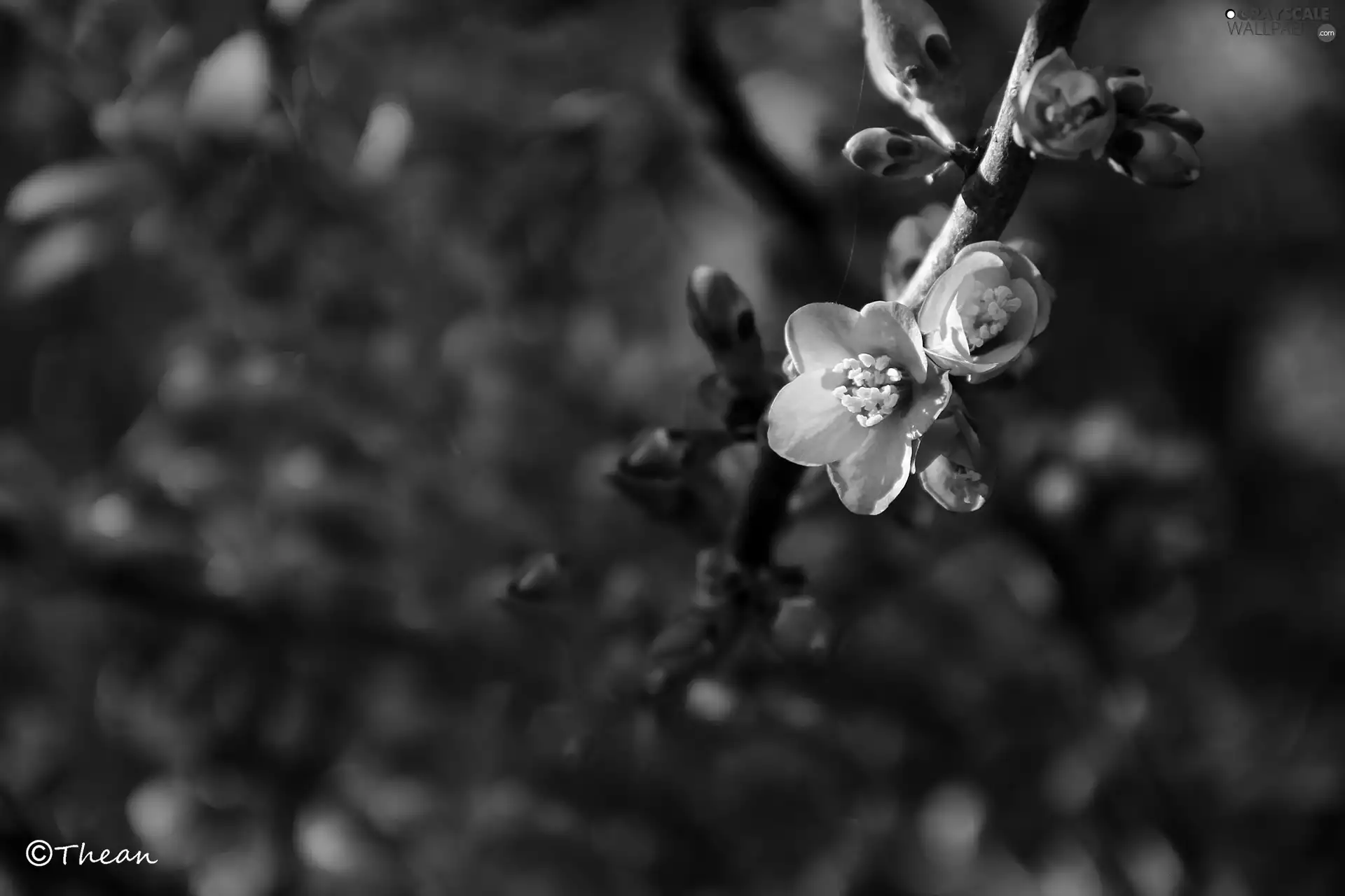 twig, Red, Flowers