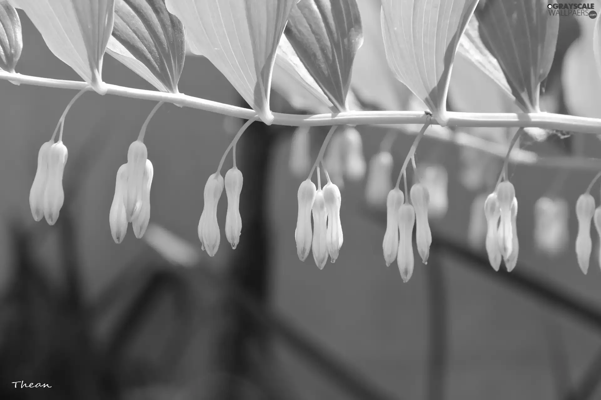 Flowers, twig