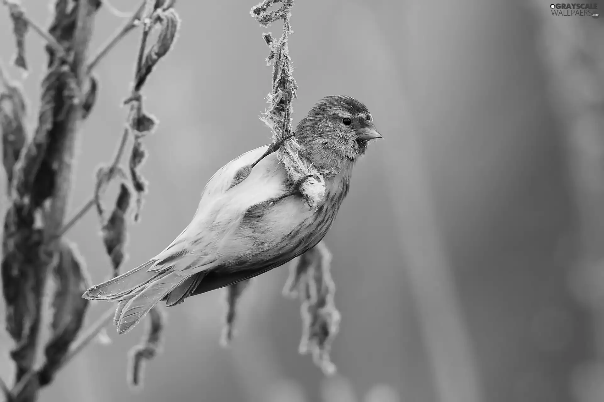 White frost, Bird, twig