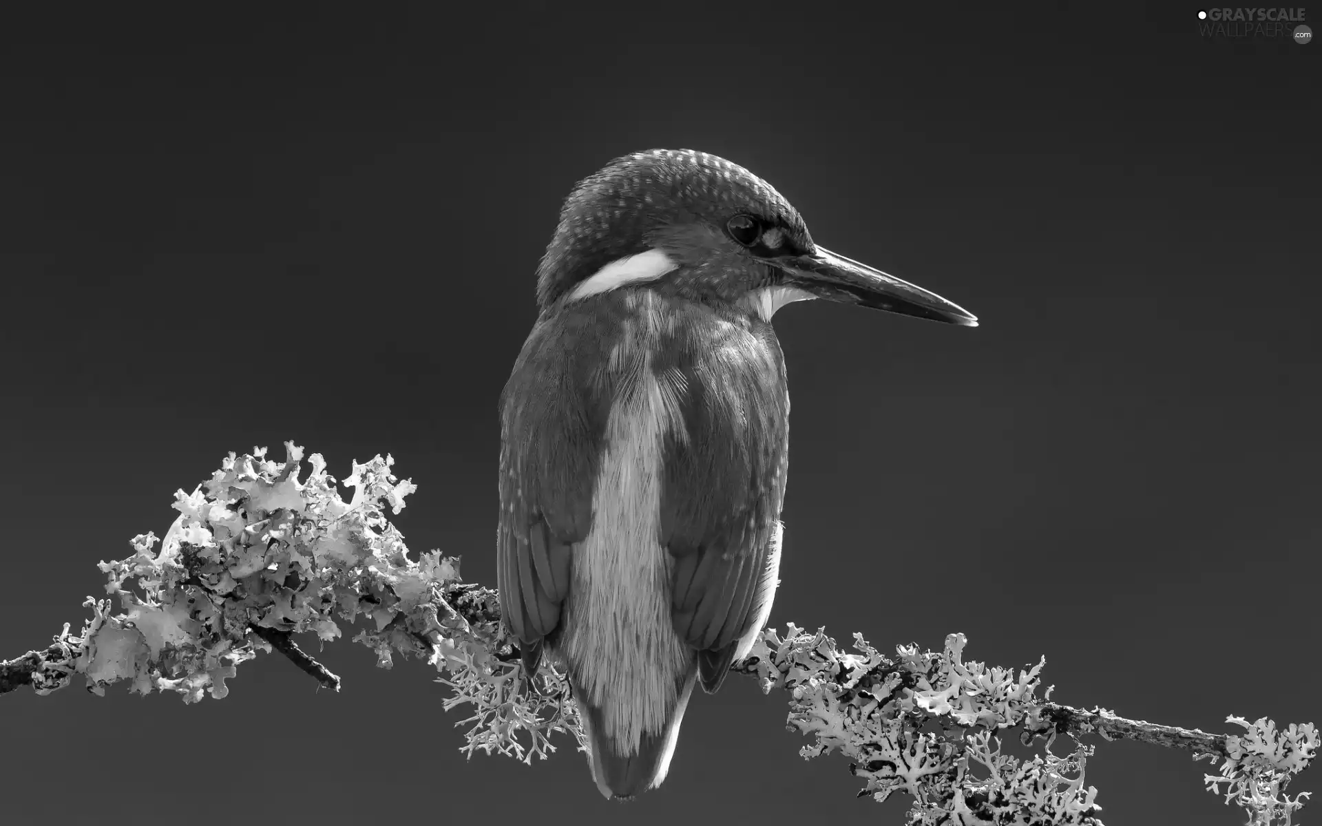 twig, kingfisher, Gray