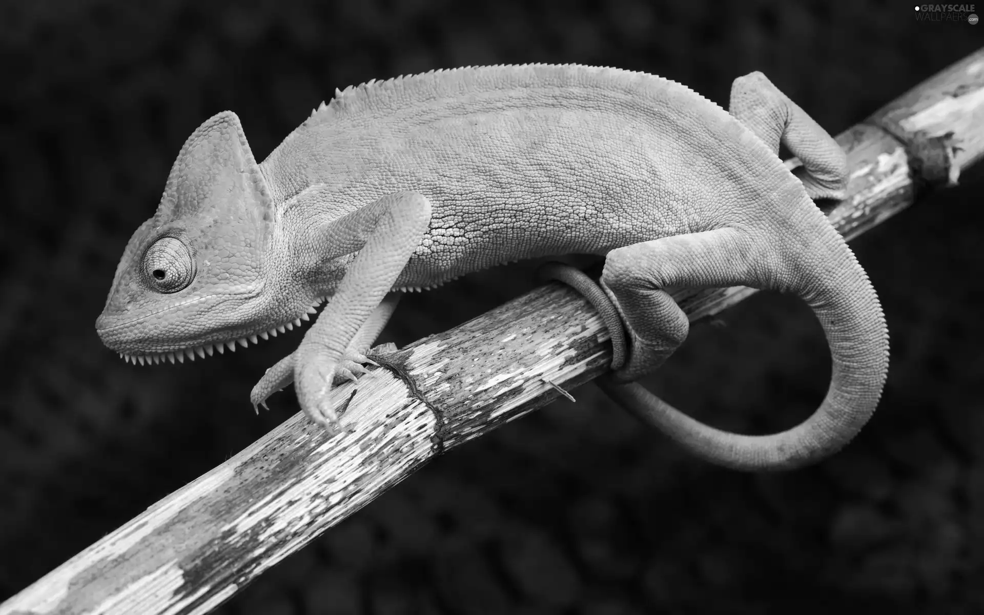twig, Cameleon, Green