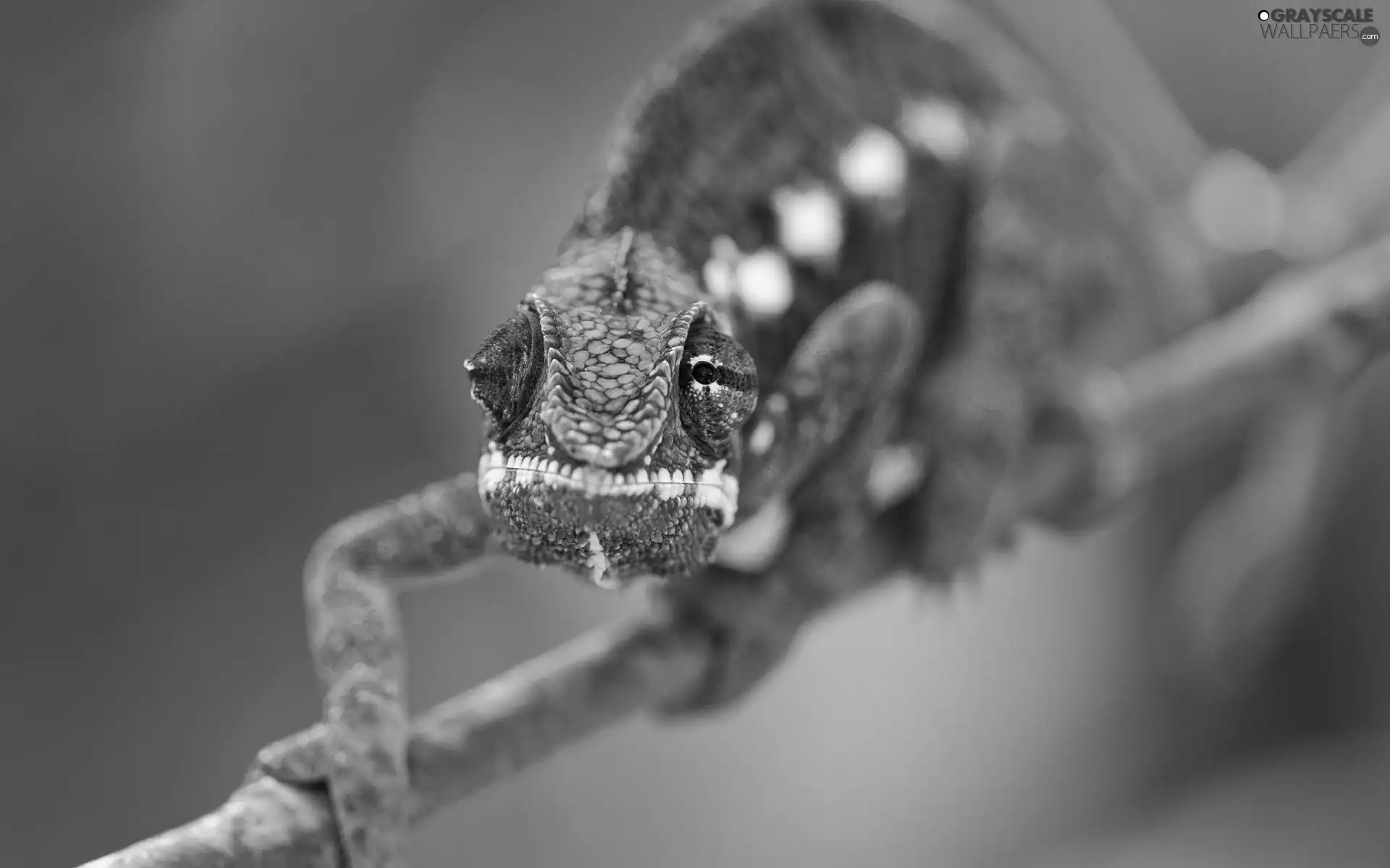 twig, Cameleon, Green