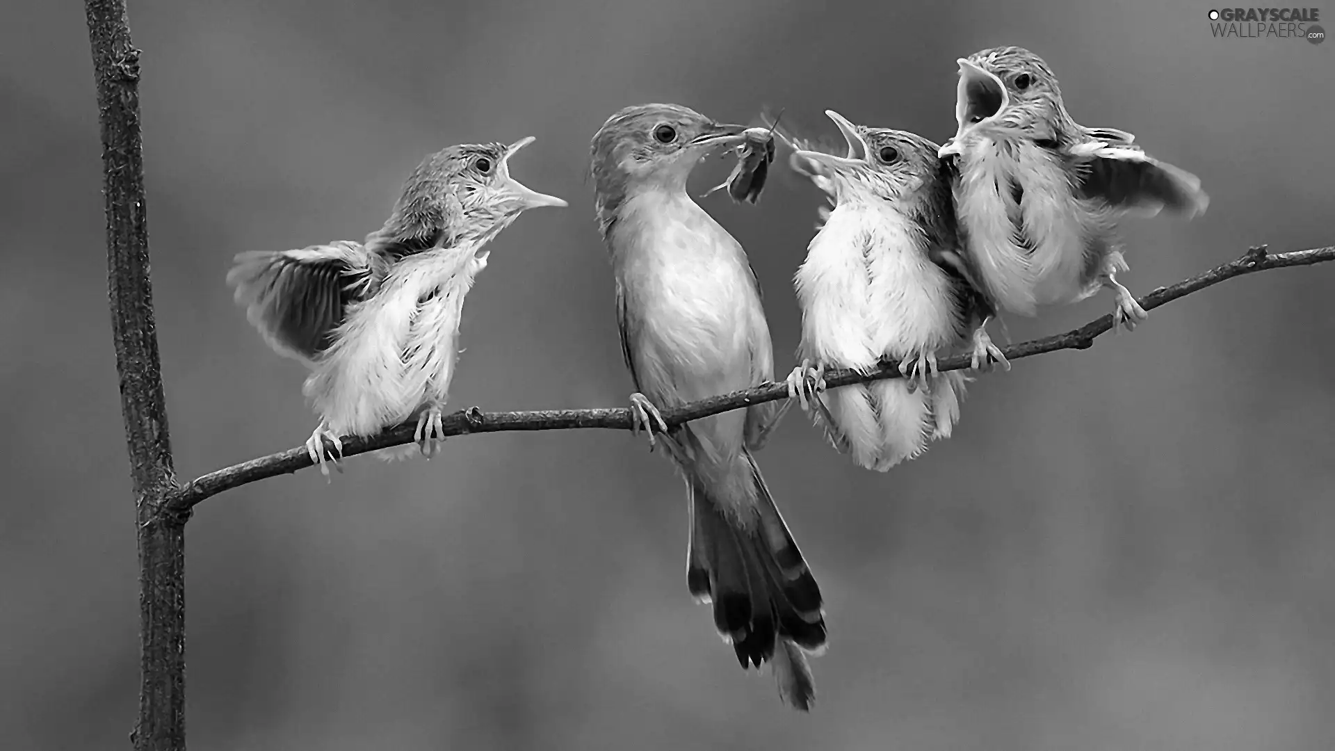 twig, birds, Insect
