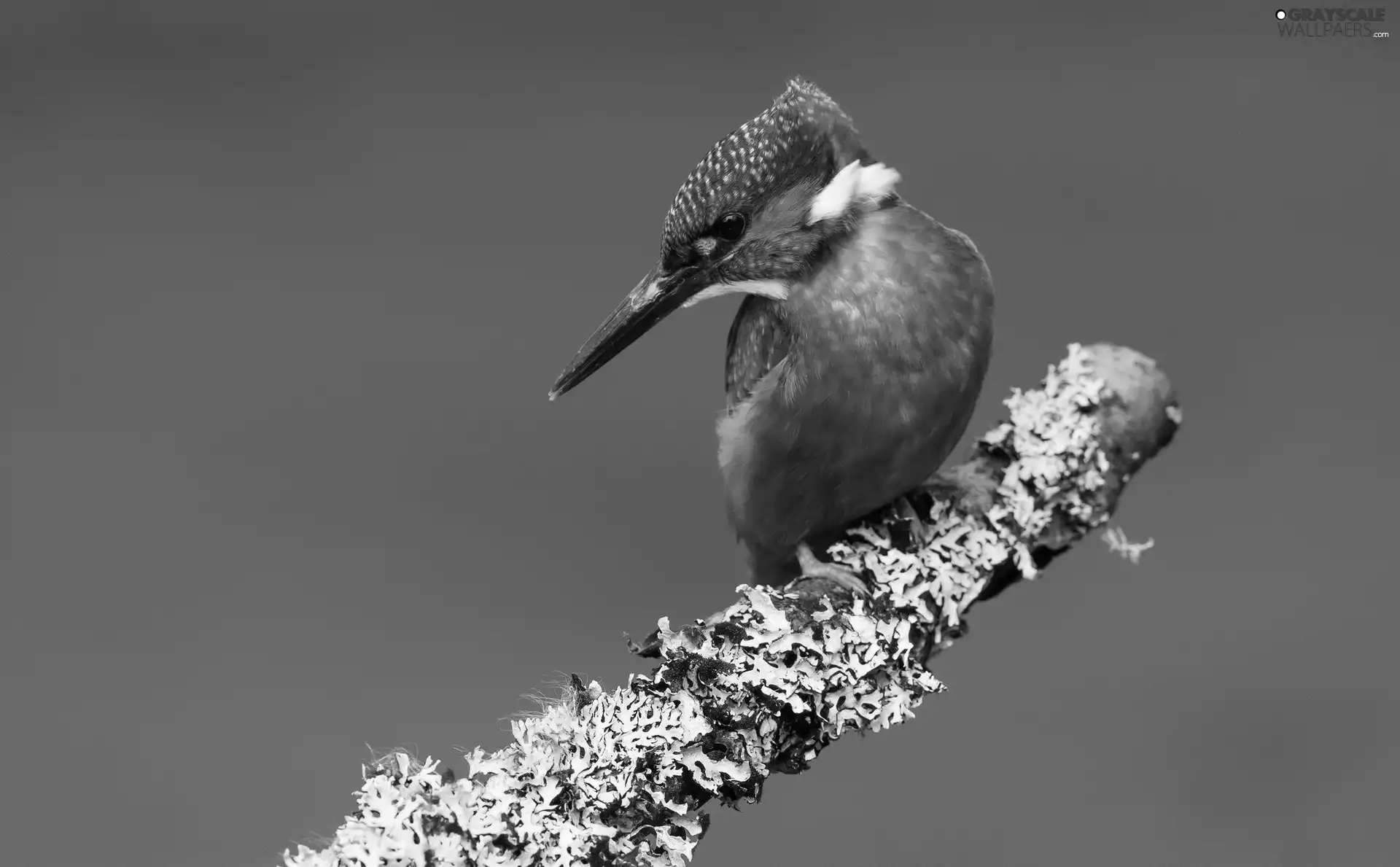 twig, Bird, kingfisher