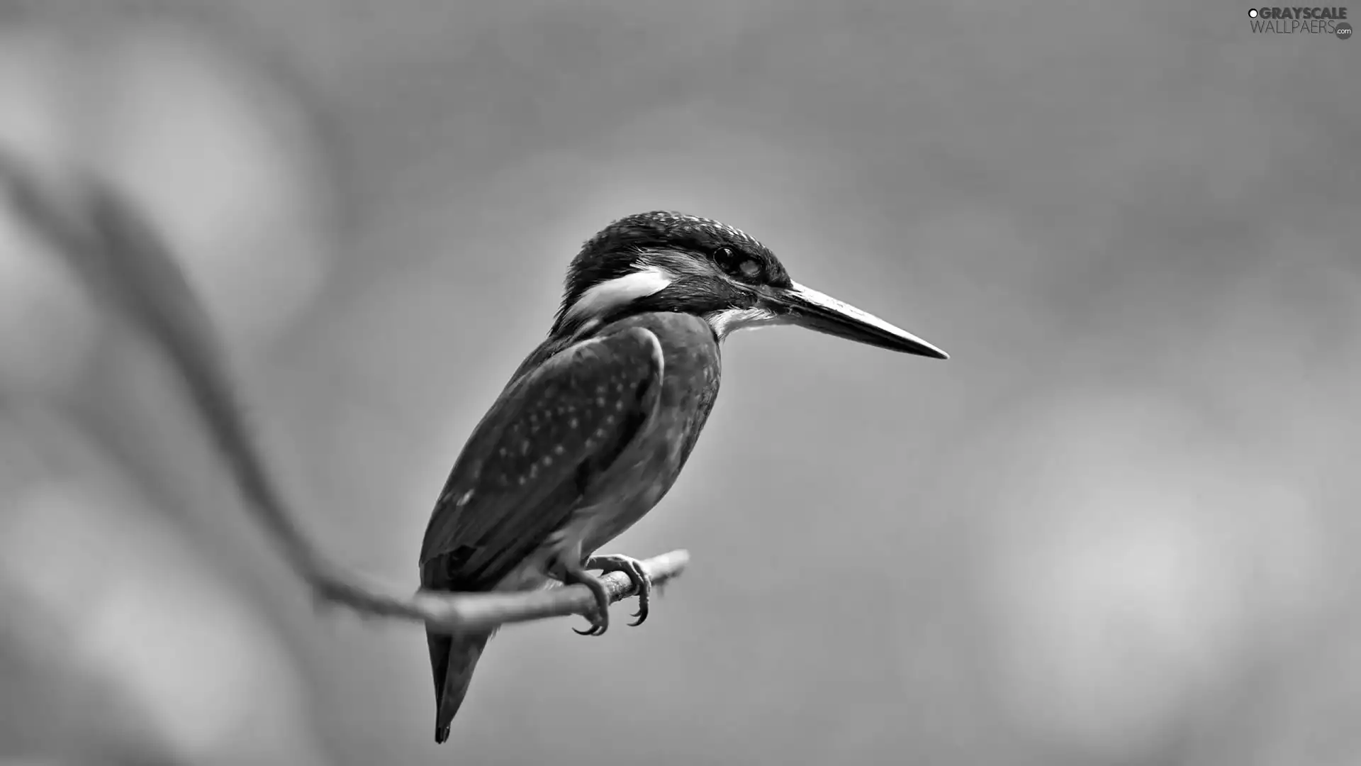 kingfisher, twig