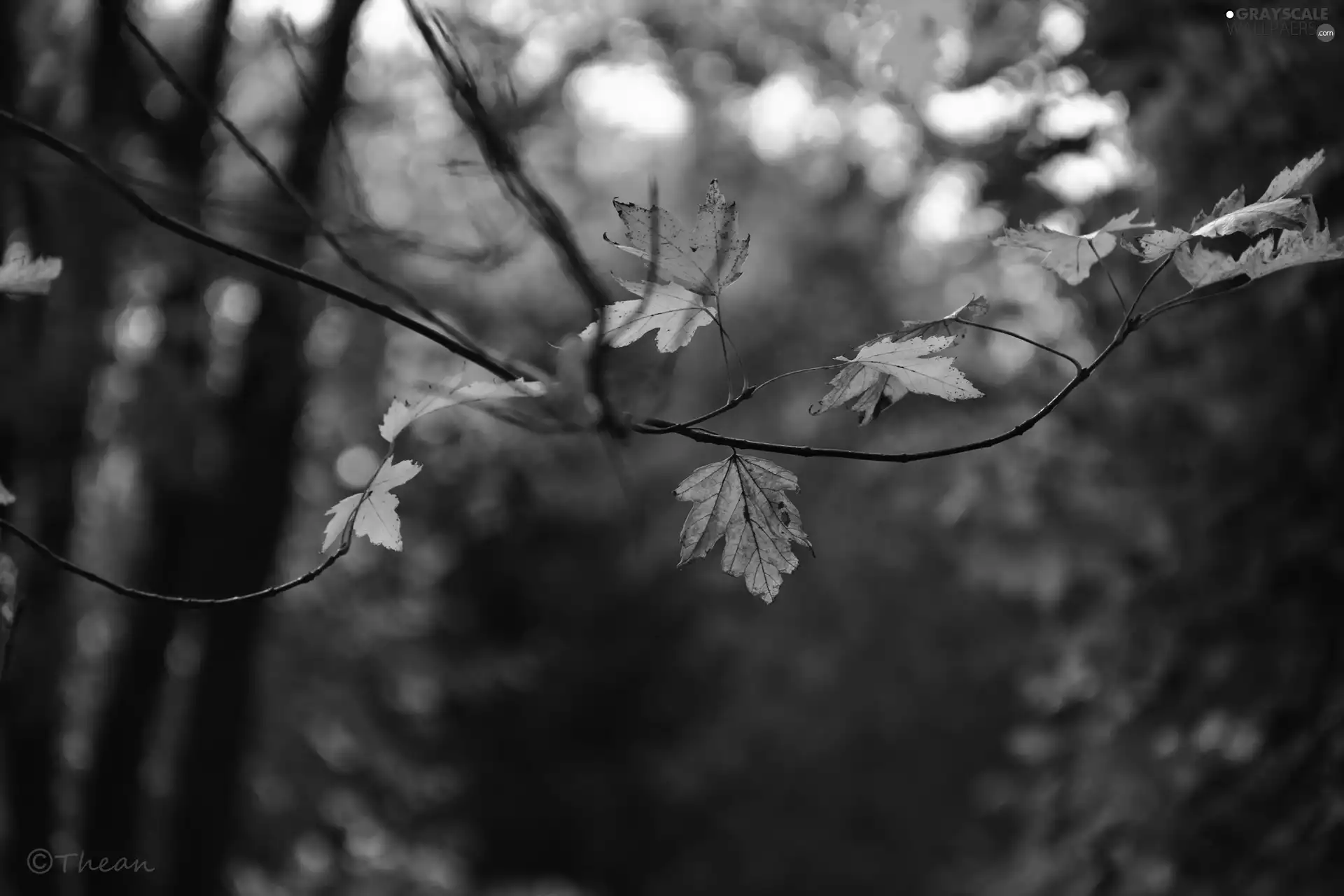 twig, Autumn, Leaf