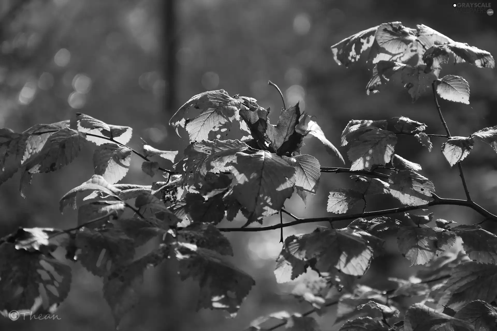 twig, Autumn, Leaf