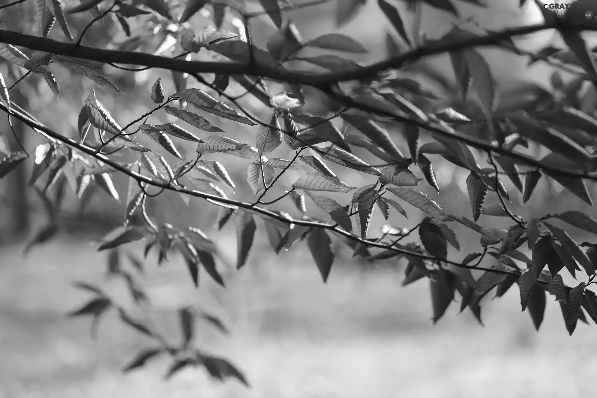 twig, dry, Leaf