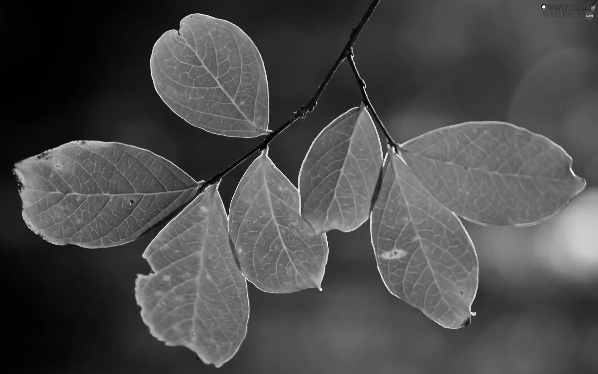 twig, Orange, Leaf