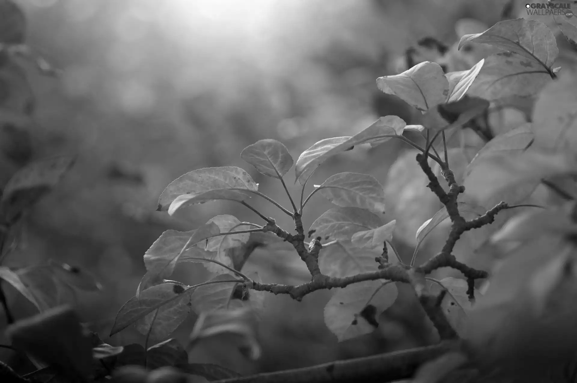 twig, Yellow, Leaf