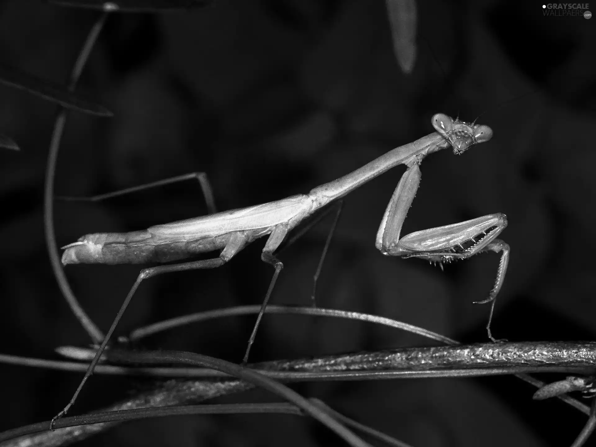 mantis, twig