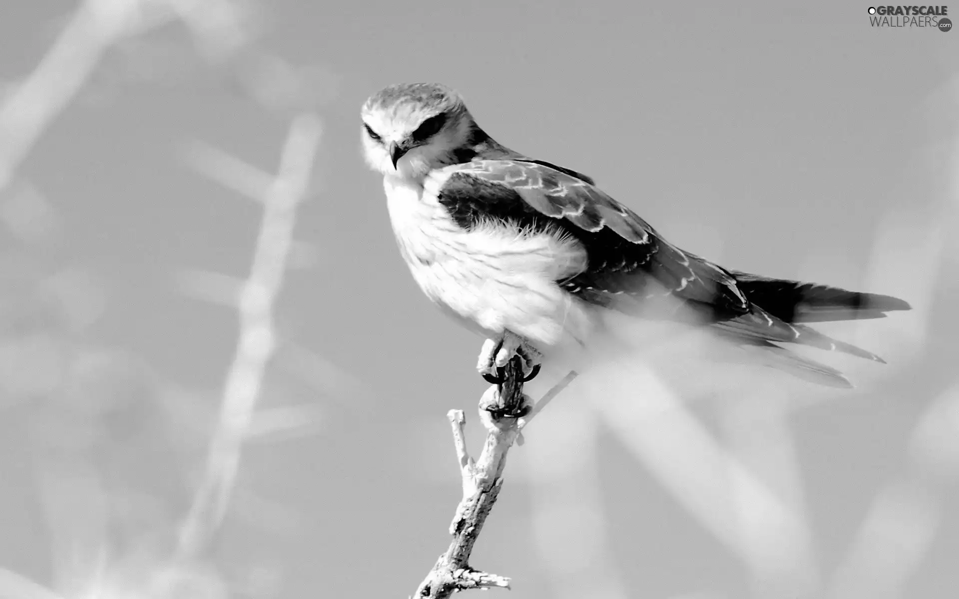 twig, Bird, nose