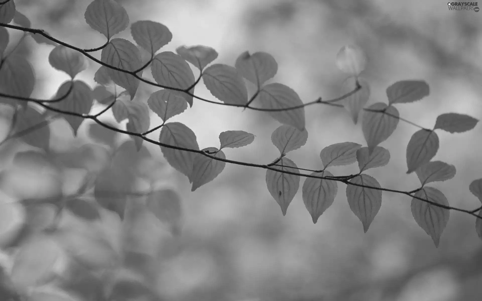 green ones, an, twig, Leaf