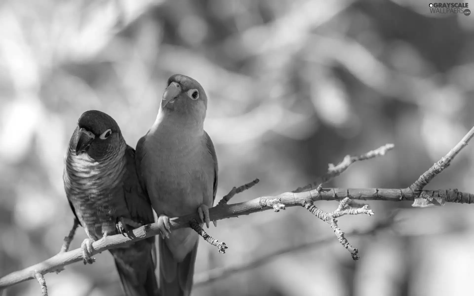 twig, Two, Parrots