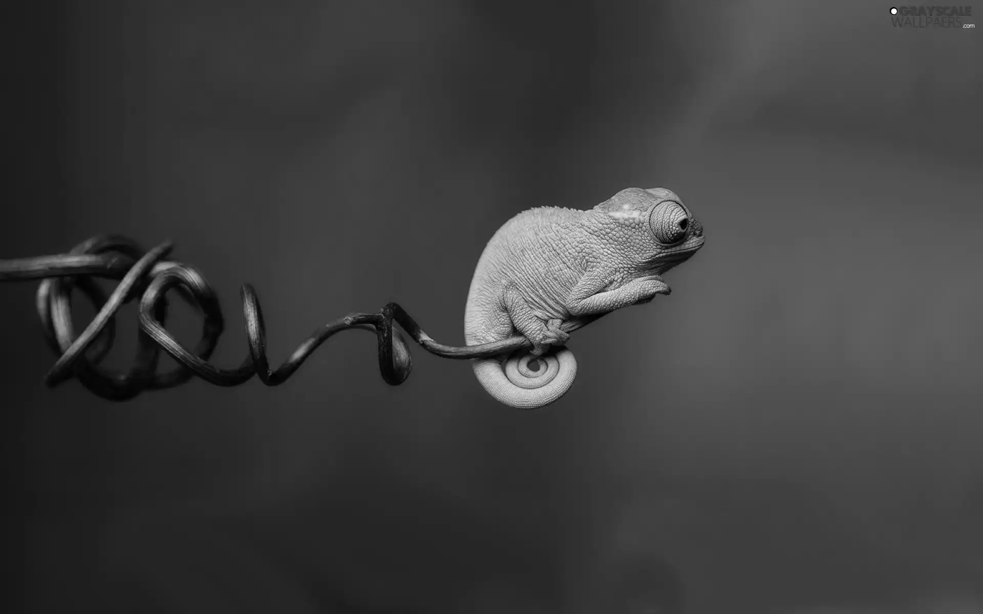 twig, Cameleon, pipsqueak
