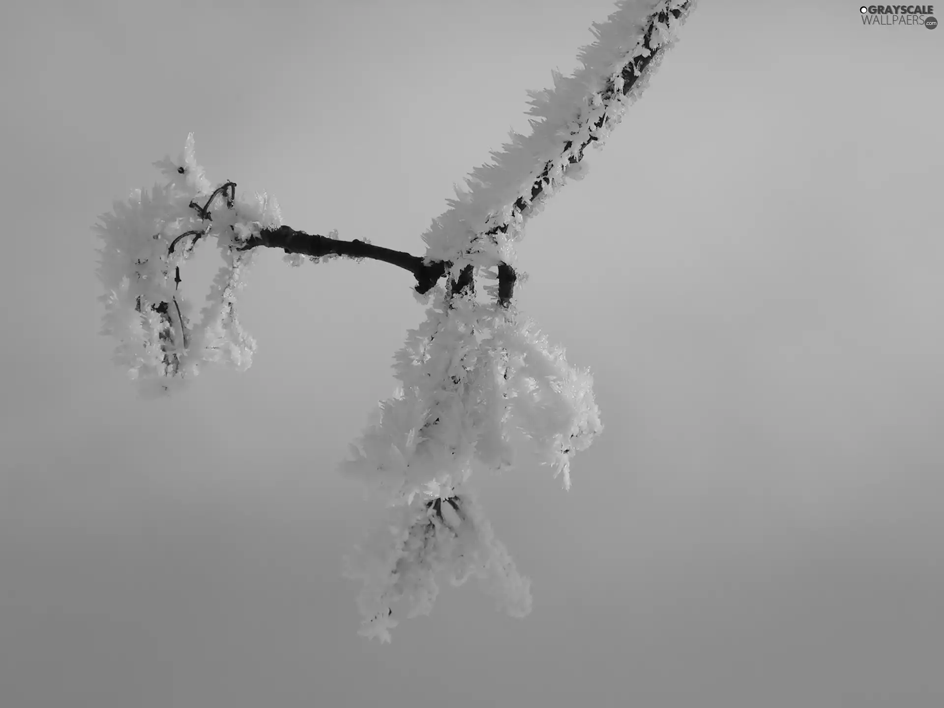 rime, twig