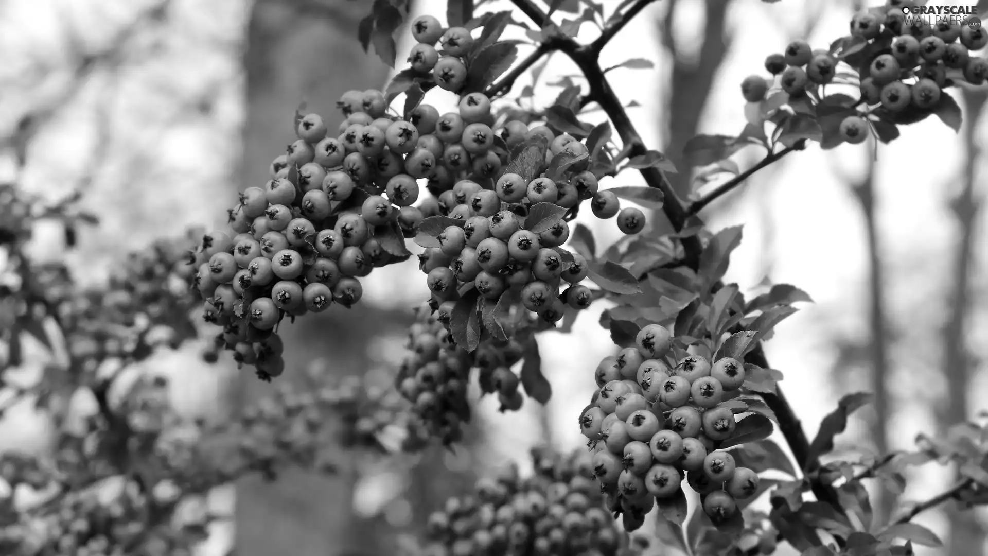 Scarlet firethorn, Fruits, twig