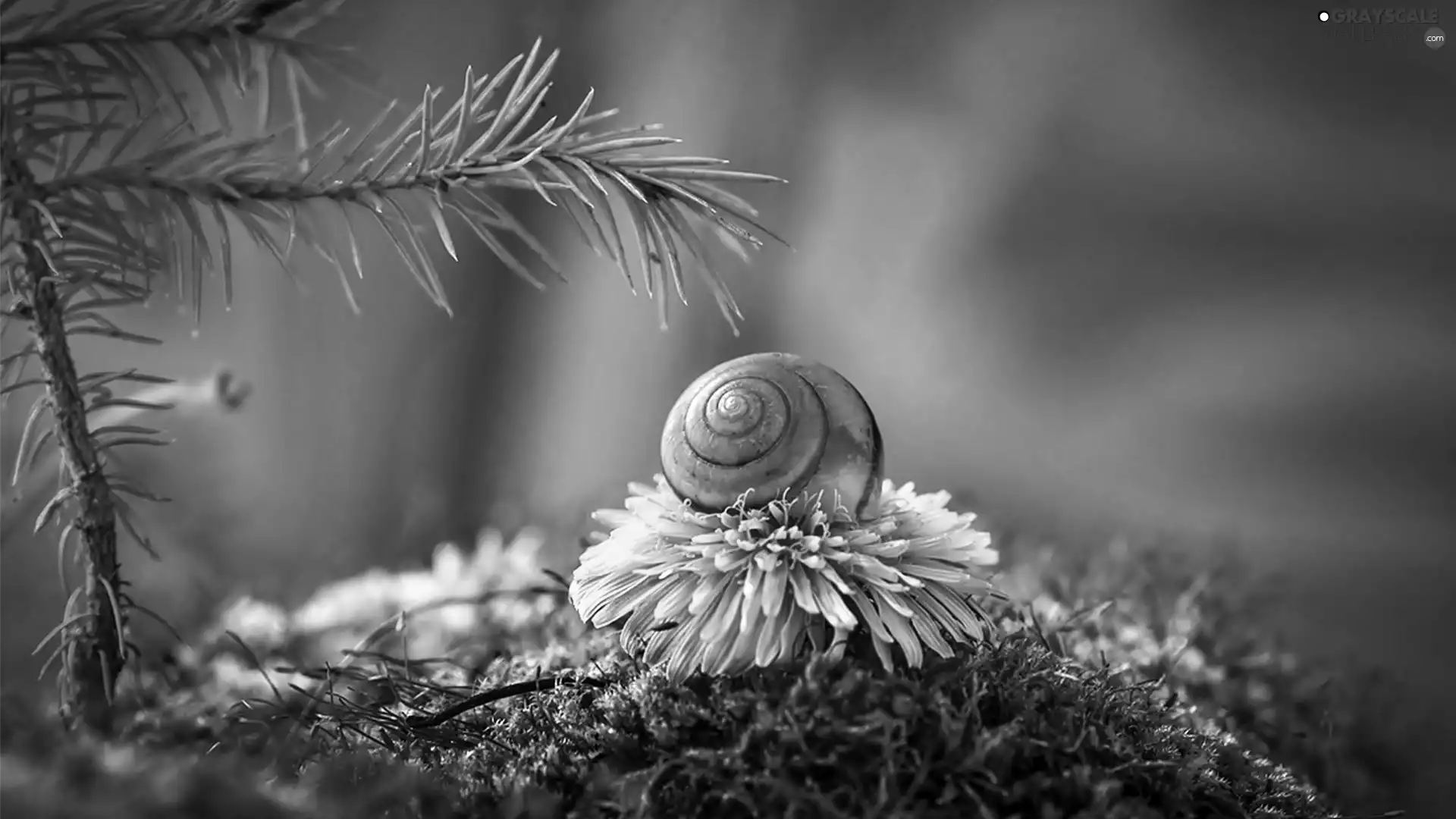 Snail, twig