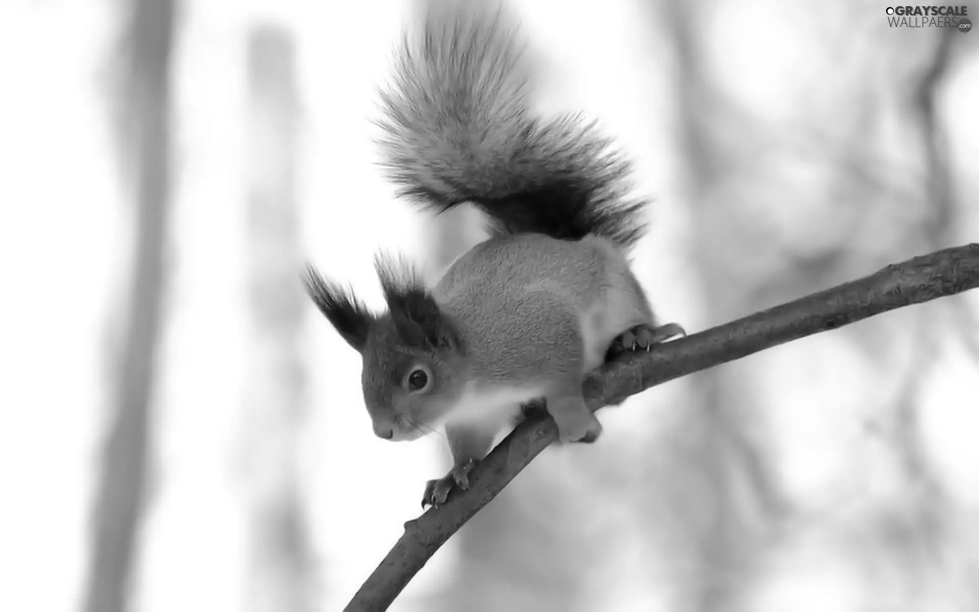 squirrel, twig