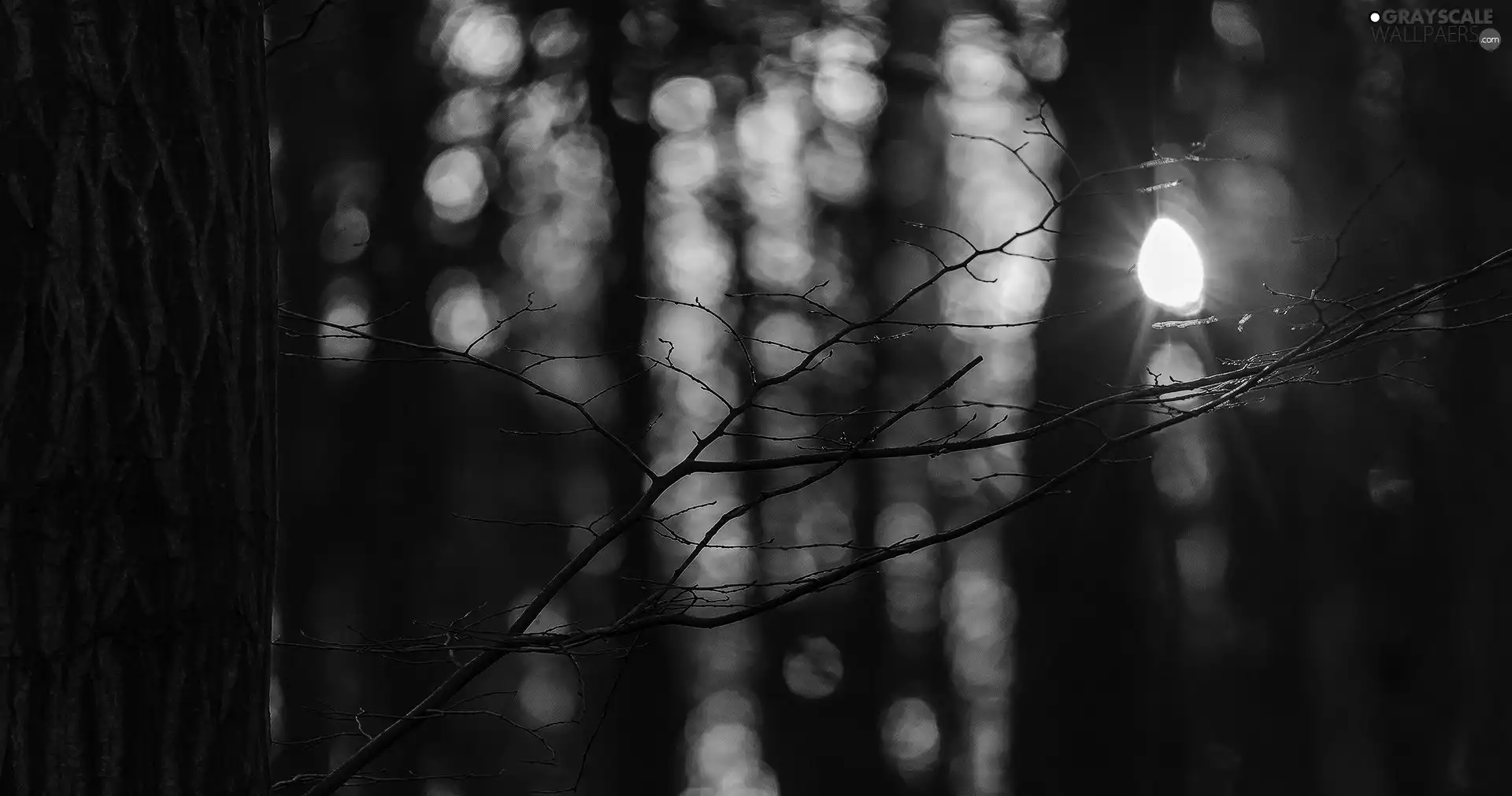 twig, west, sun