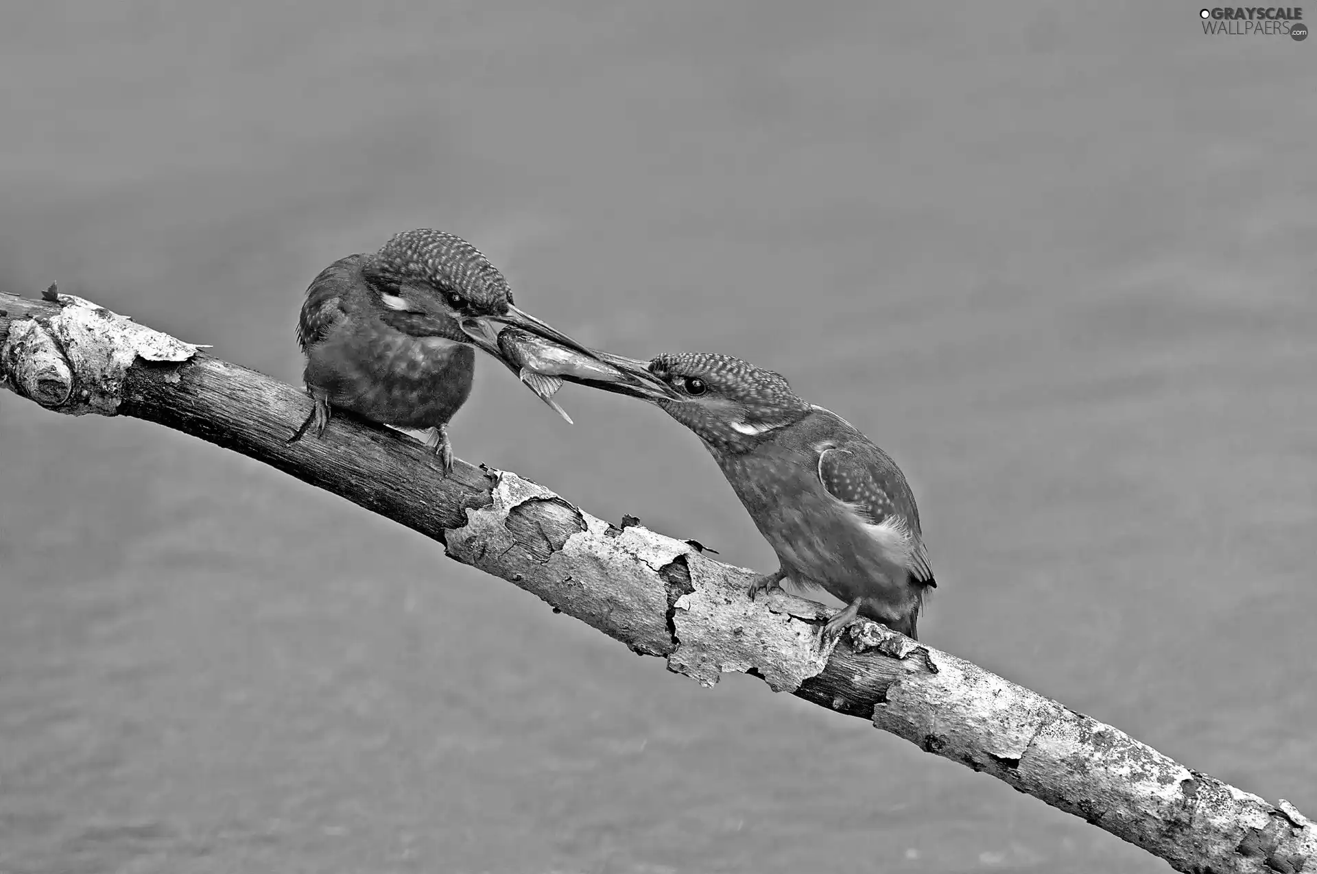 twig, kingfishers, trophy