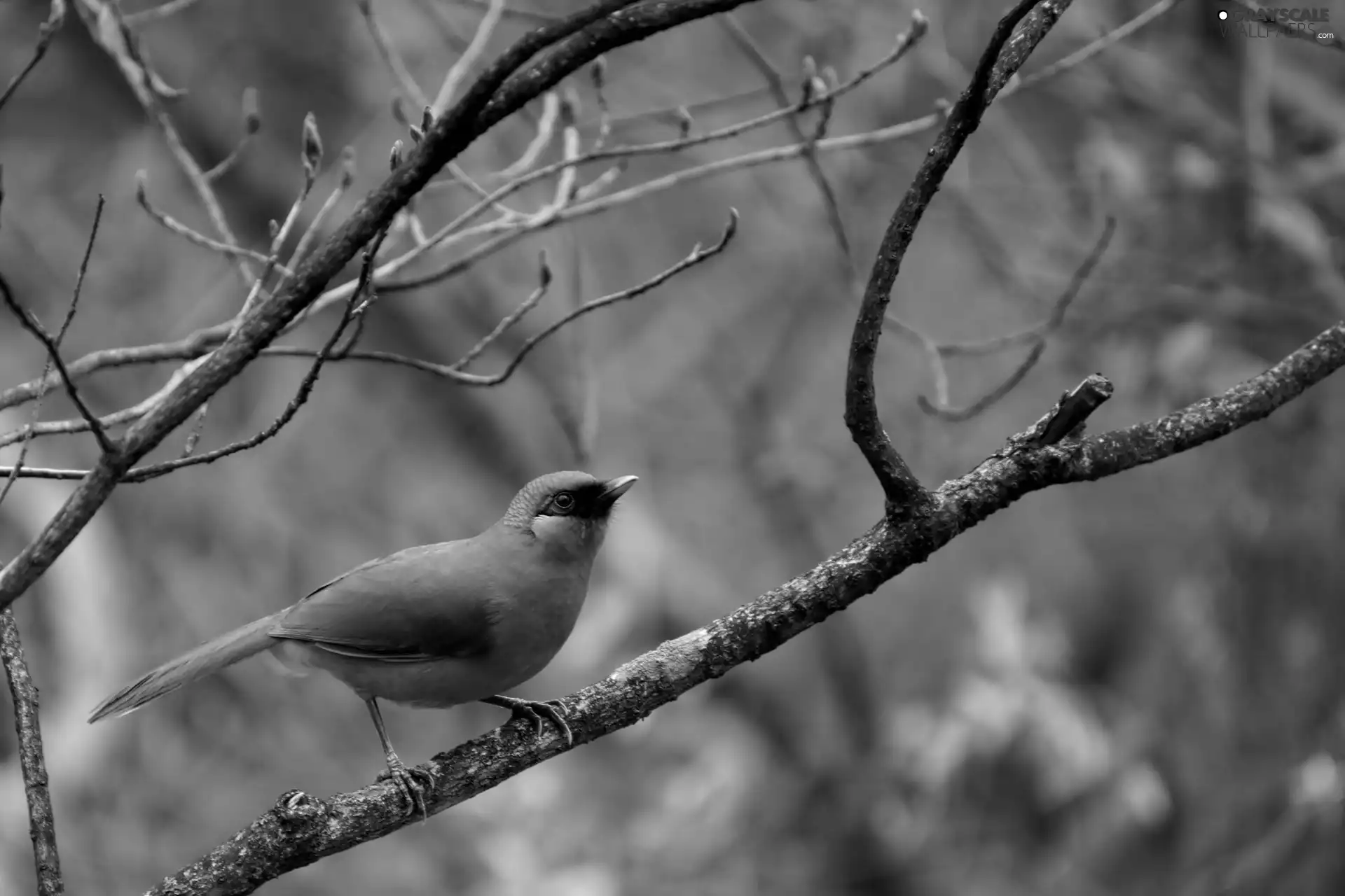 Bird, Twigs