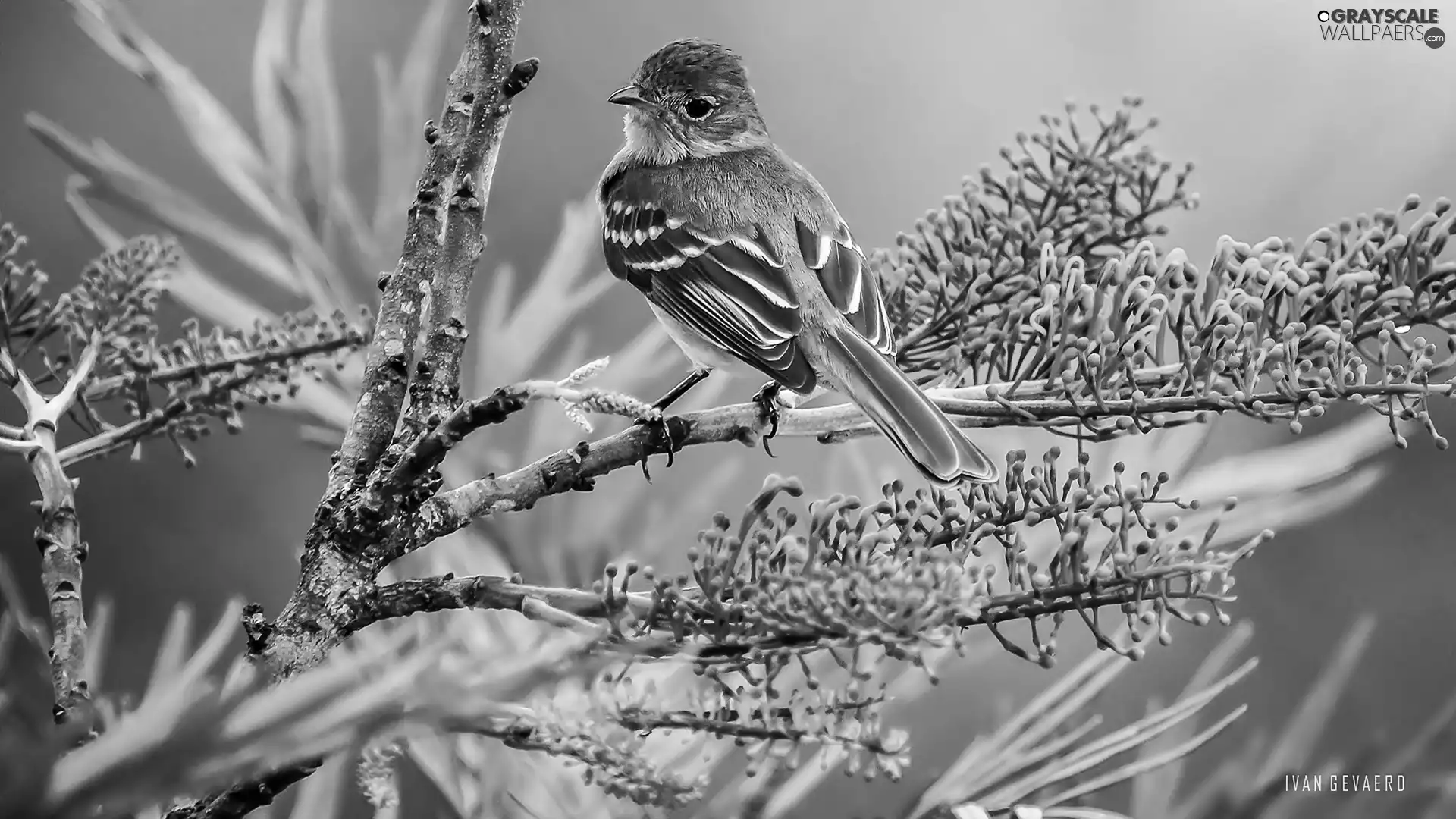 Bird, Flowers, Twigs, Willow Warbler