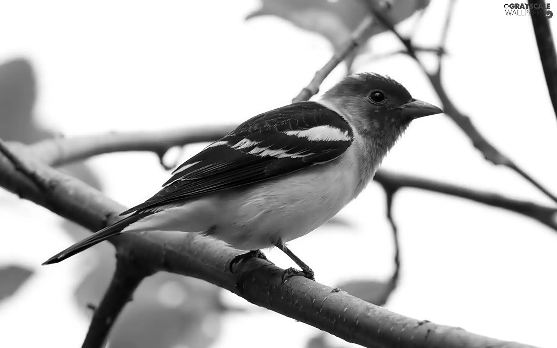 Bird, Twigs