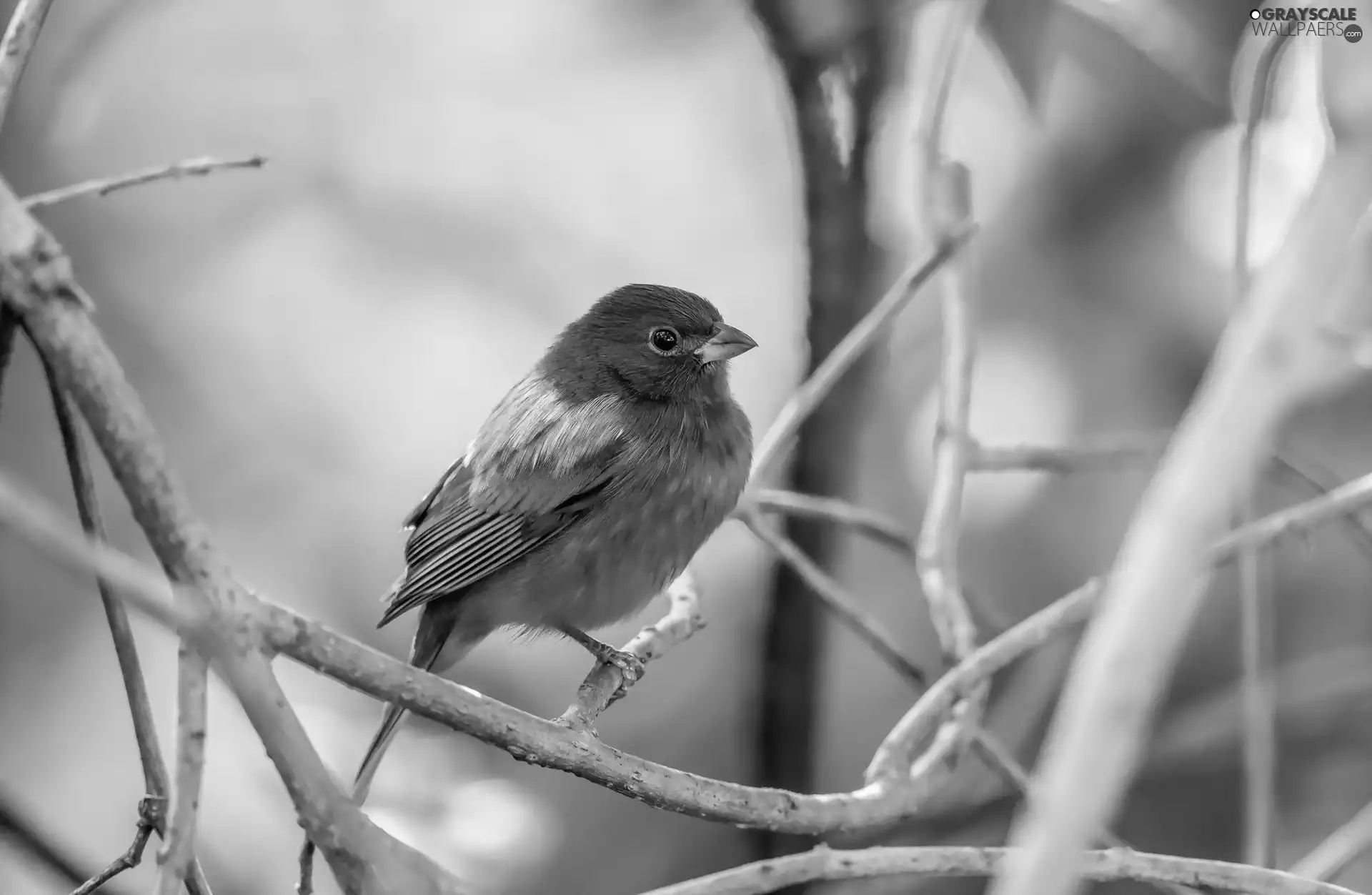 Twigs, color, birdies