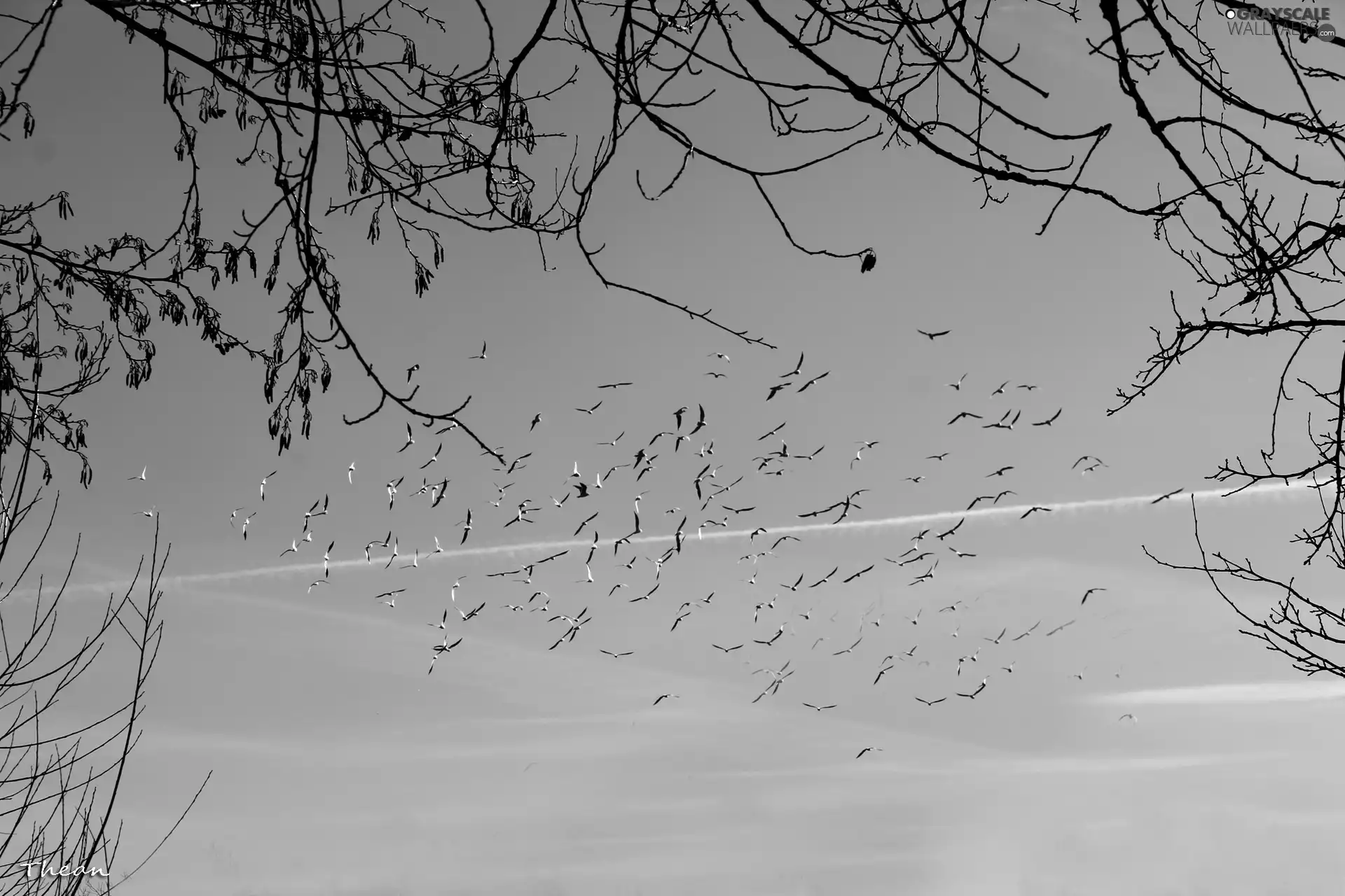 birds, azure, Twigs, Sky