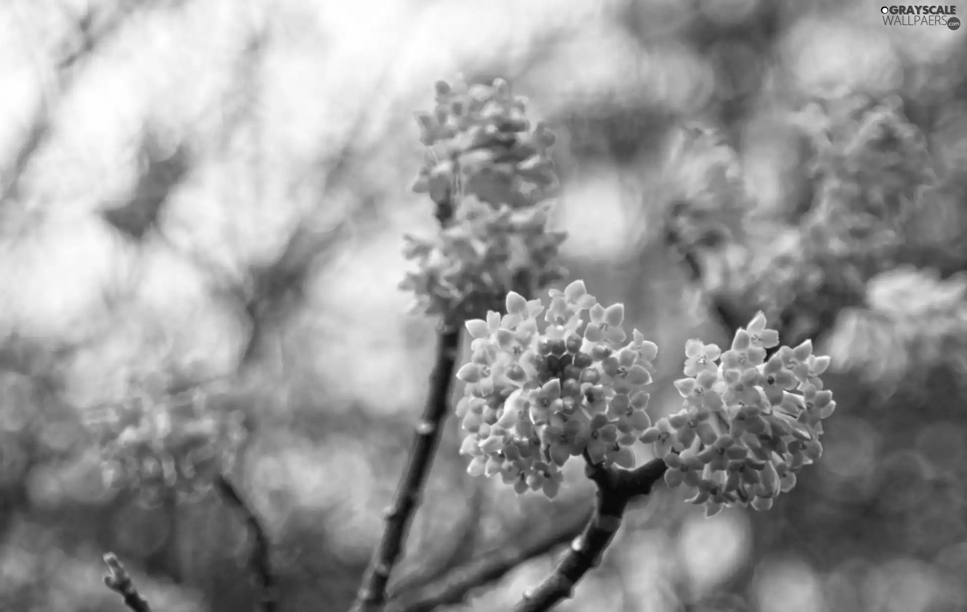 Bush, Twigs