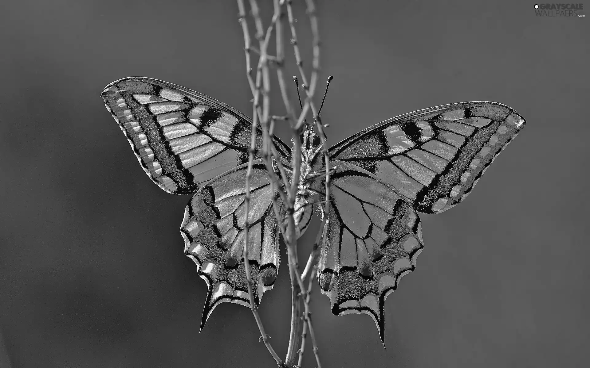 butterfly, Twigs