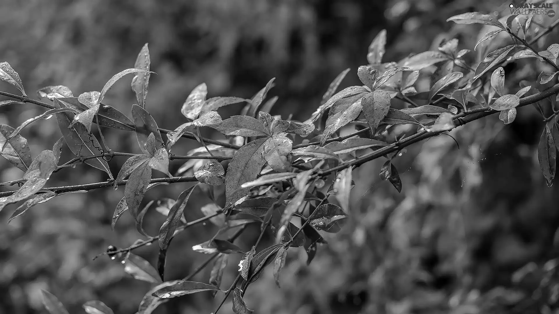 Twigs, Leaf, color