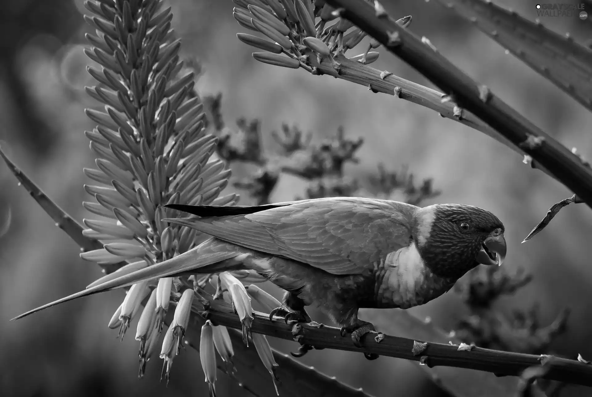 Twigs, Mountain Rainbow Lorikeet, parrot, flourishing, Coloured