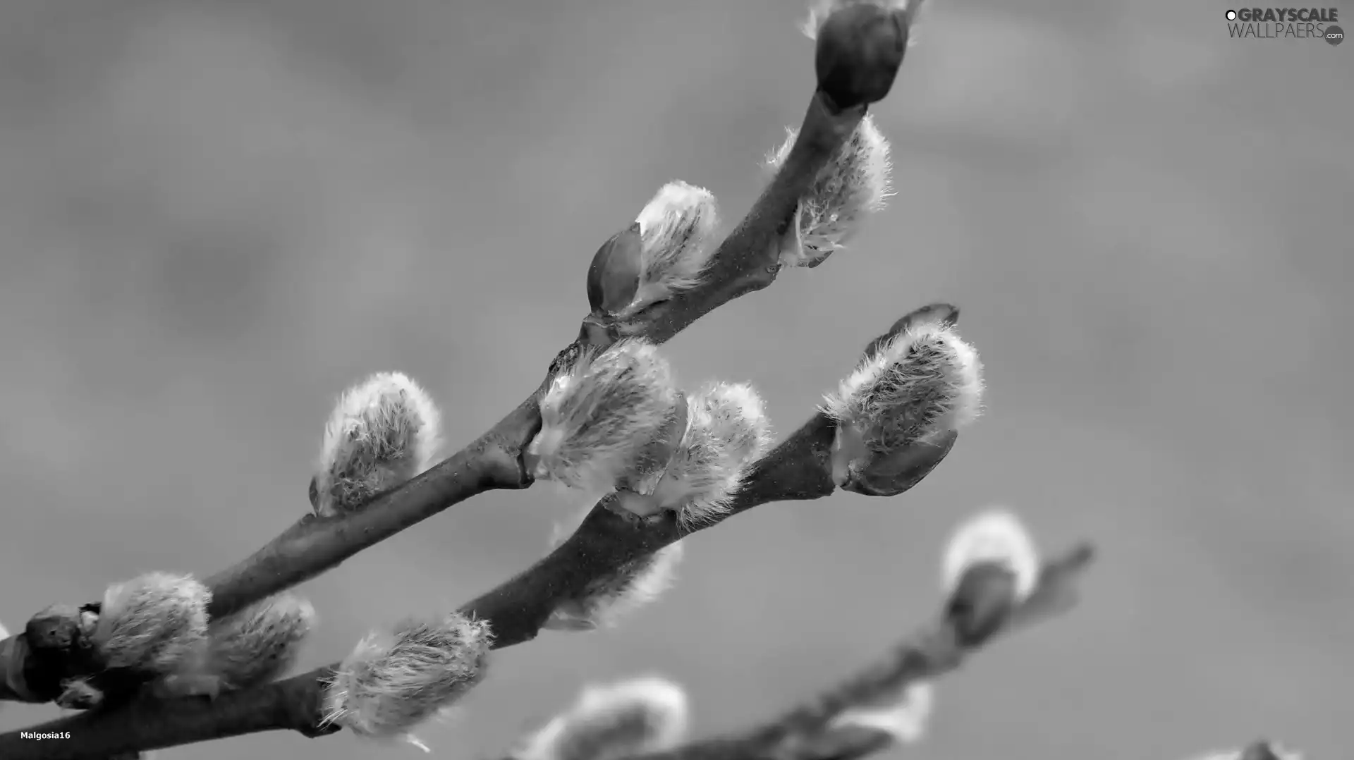 Twigs, Willow, database