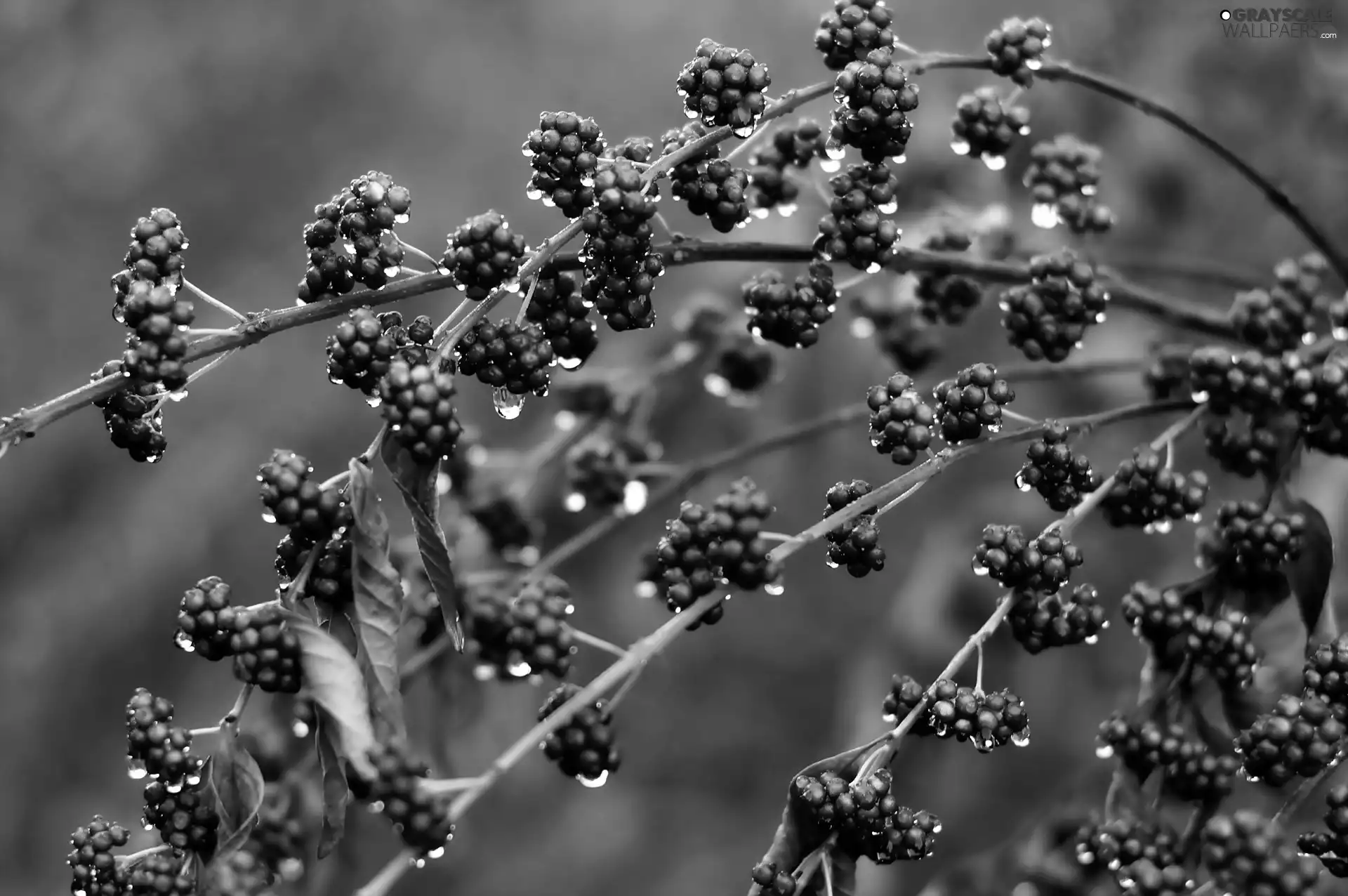 Twigs, drops, purple, blueberries, Close