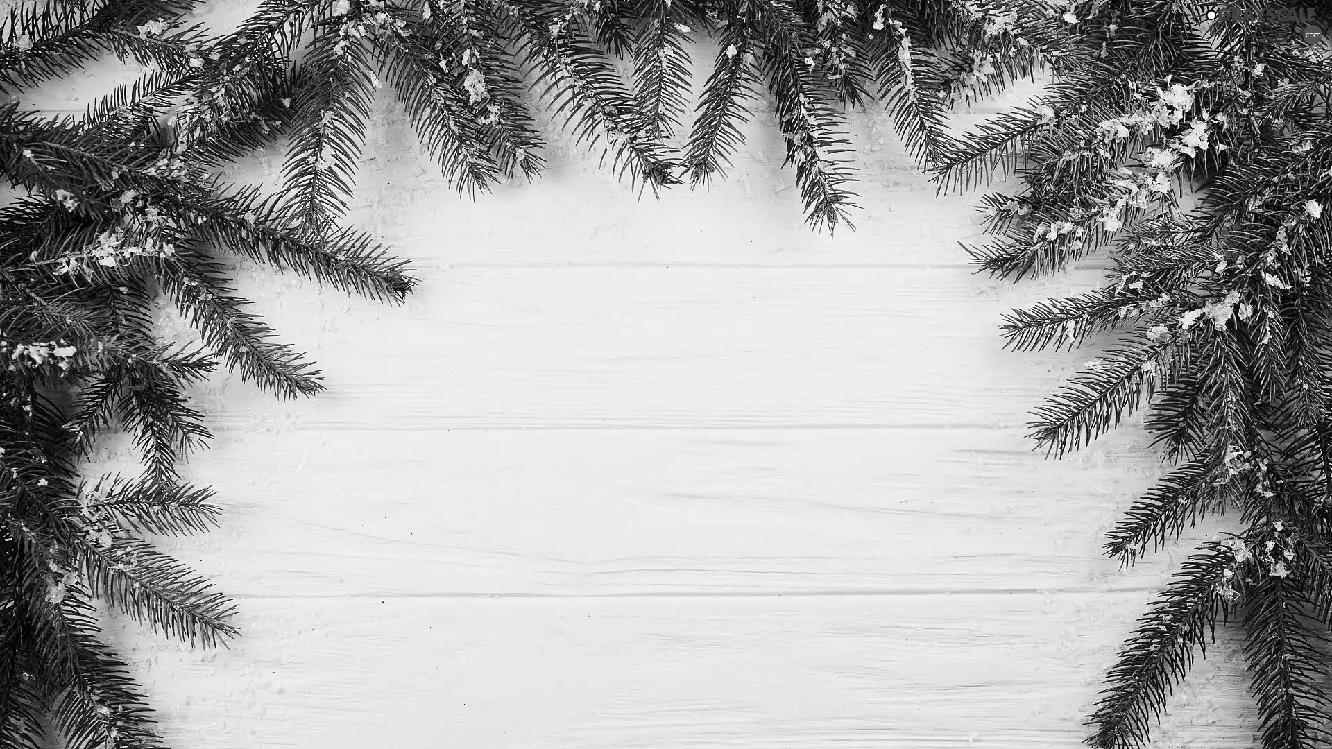 fir, snow, boarding, Twigs