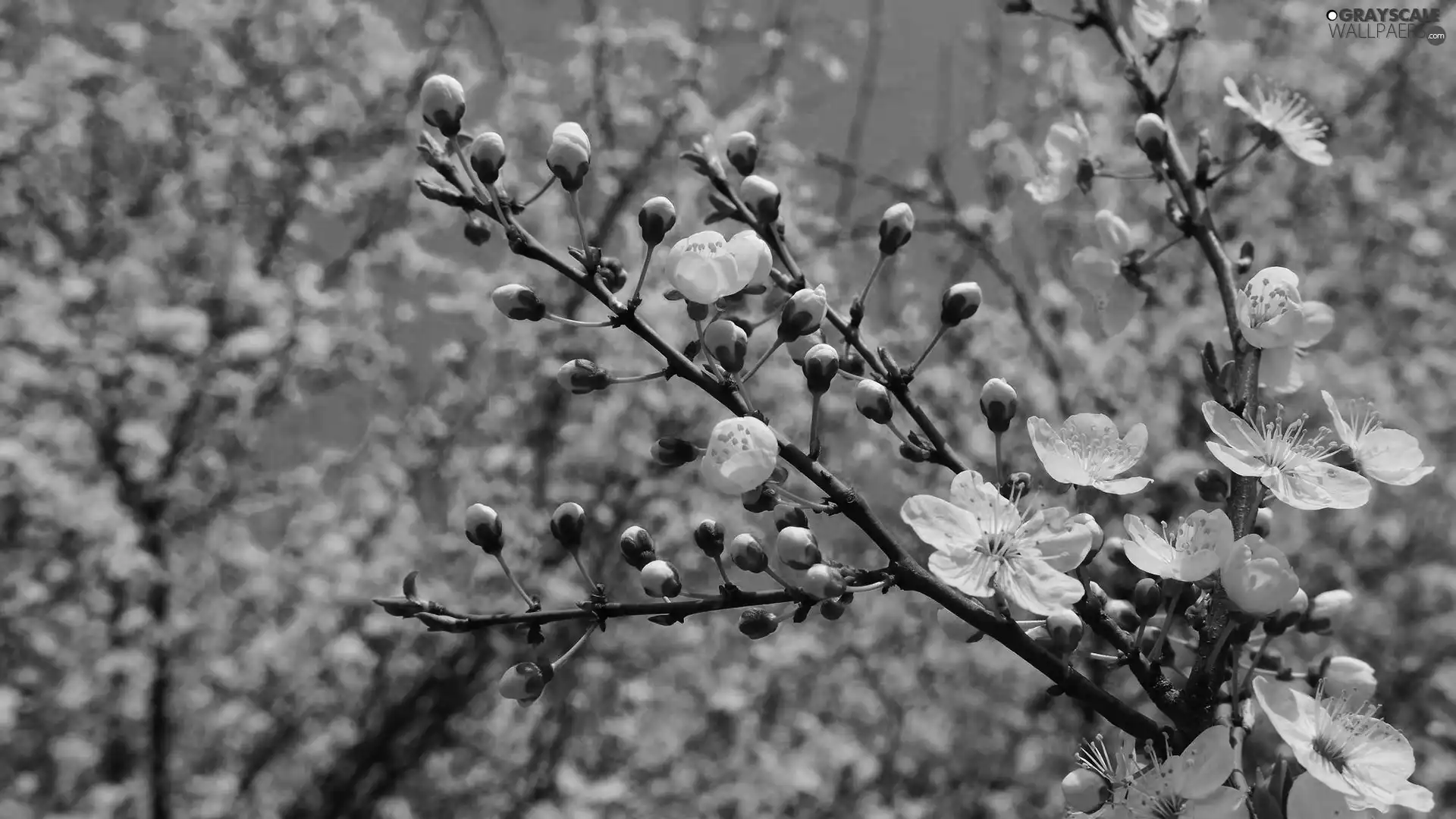 Flowers, cherry, Twigs, Buds
